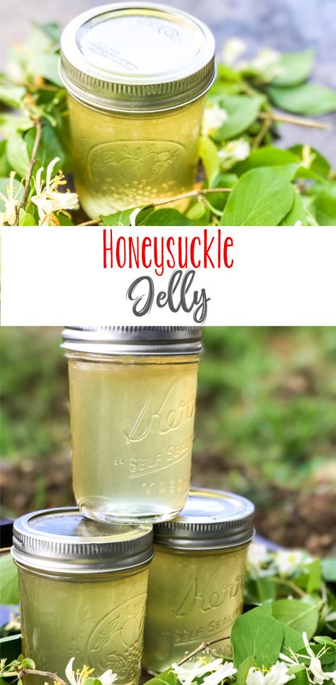 Honeysuckle Jam Recipe, Sweet Tea Jelly, Sweet Tea Jelly Recipe, Honey Suckle Jelly Recipe Easy, Honeysuckle Jelly Recipe, Honeysuckle Recipe, Unique Jam Recipes, Honeysuckle Honey, Honeysuckle Recipes