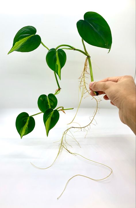 Philodendron brasil propagation and roots Philodendron Tattoo, Philodendron Rugosum, Brazil Pothos, Brazil Plant, Philodendron Atom, Pothos Illustration, Philodendron Longilobatum, Philodendron Brasil Propagation, Philodendron Golden Violin