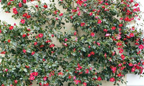 Camellia trained for Espalier; (image source: unknown) Yuletide Camellia, Camellia Tree, Acid Loving Plants, Backyard Plants, Big Leaves, Home Landscaping, Journal Aesthetic, Planting Bulbs, North Wales