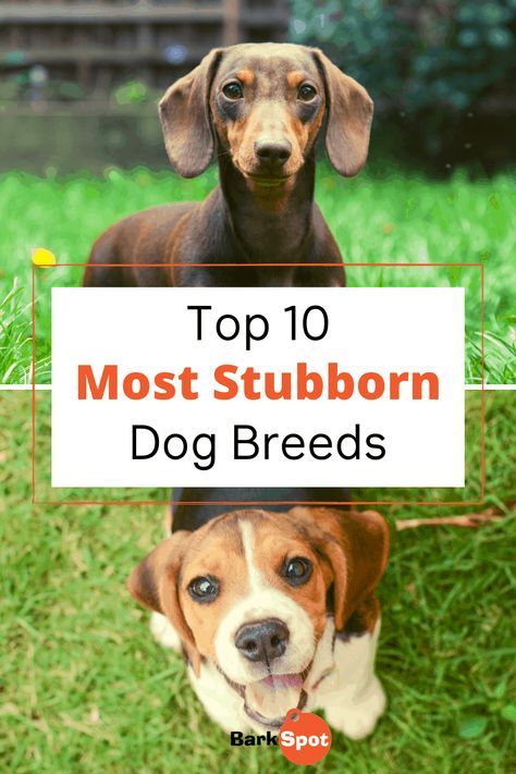 Their strong sense of independence can be frustrating at times, but it’s all part of your pup’s unique personality. Any dog can be strong-willed, but if you have one of these stubborn dog breeds, you know exactly what I’m talking about. #dogbreeds #akita #ChineseSharPei #Beagle #siberianhusky #Scottish Terrier #russelterrier #EnglishBulldog #dachshund Dog Facts Interesting, Working Dog Breeds, Dog Mom Humor, Calm Dog Breeds, Beagle Breeds, Dog Lifestyle, Dog Training Treats, Working Dog, Dog Cuts