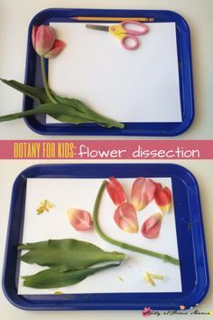 Spring Eyfs, Flower Dissection, Preschool Recipes, Science Activity For Kids, Garden Unit, Plants Unit, Plant Activities, Simple Science, Steam Projects