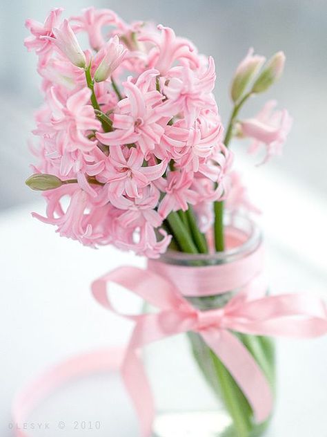 Pink Hyacinths -- and I can imagine their scent which I love -- the scent of spring. Princess Cottage, Birthday Flowers Arrangements, Spring Wedding Centerpieces, Frühling Wallpaper, Cat Air, Spring Home Decor, Sleeve Tattoo, Arte Floral, Birthday Flowers