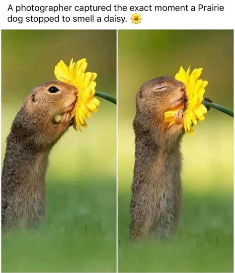 Squirrel Pictures, Smelling Flowers, Funny Car Memes, Picture Captions, Indie Artist, Gas Station, Popular Memes, Cute Things, Pet Adoption