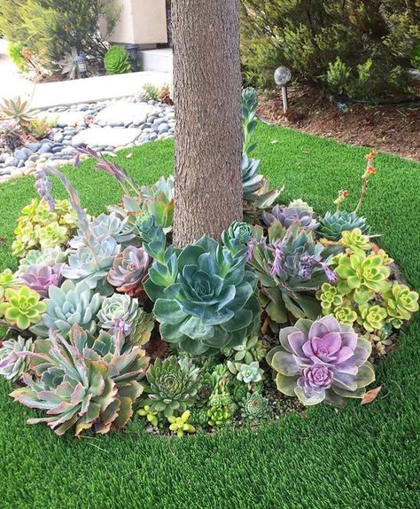 Succulent Garden Landscape, Green Backyard, Succulent Landscape Design, Succulent Garden Design, Succulent Landscaping, Easy Landscaping, Succulent Gardening, Rock Garden Landscaping, Front Yard Garden