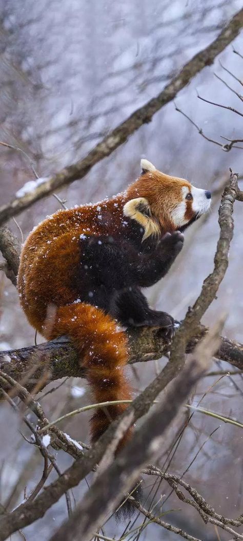 Red Panda Wallpaper Iphone, Panda Iphone Wallpaper, Red Panda Wallpaper, Panda Wallpaper Iphone, Wild Animals Photography, Red Panda, Flora And Fauna, Brown Bear, Animal Kingdom