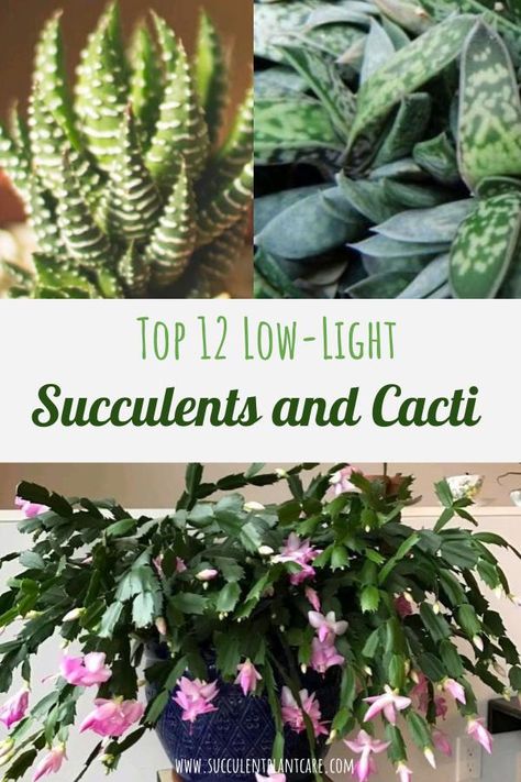 Low Light Succulents, Low Light House Plants, Cactus House Plants, Plant Names, Plant Care Houseplant, Hanging Plants Indoor, Balcony Plants, Survival Gardening, Low Light Plants