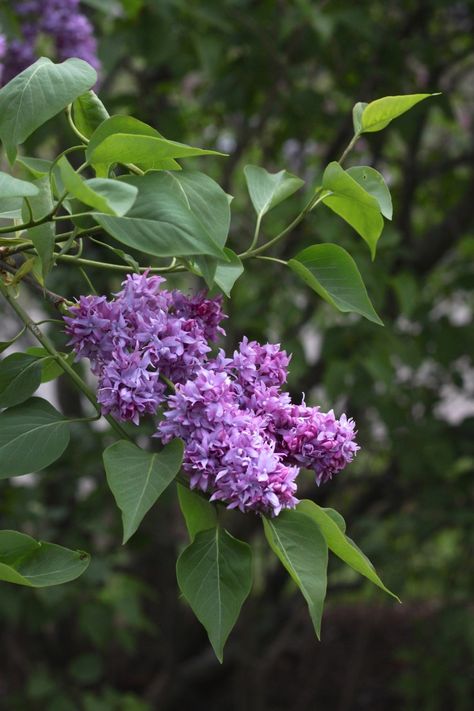 jean-bart- #lilac-by-justine-hand-for-gardenista Branch With Flowers, Flowers Lilac, Haunting Beauty, Syringa Vulgaris, Lilac Bushes, Lilac Tree, Lilac Blossom, Fragrant Garden, Gardening 101