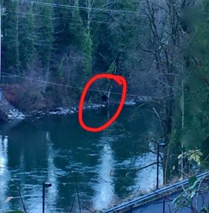 Snoqualmie Valley hotbed for Sasquatch sightings, but was Bigfoot really by the Falls? - Living Snoqualmie Cryptids Photos, Cryptid Sightings, Real Bigfoot Pictures, Dogman Encounters, Monster Sightings, Bigfoot Drawing, Cryptid Core, Sasquatch Funny, Bigfoot Illustration