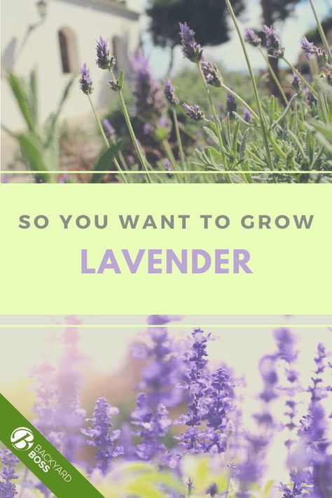 Grow Lavender Indoors, How To Plant Lavender, Grow Lavender From Seed, Lavender From Seed, Lavender Indoors, Harvest Lavender, How To Propagate Lavender, Plant Lavender, Grow Lavender