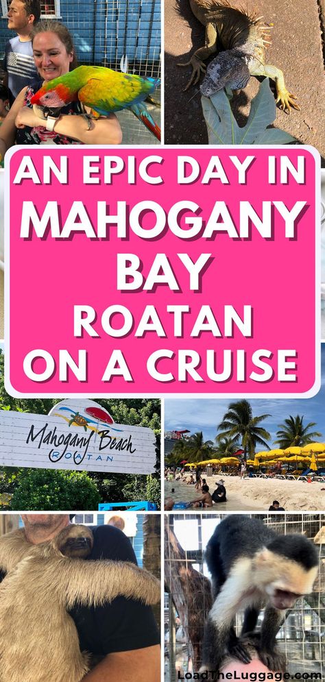 An epic day in Mahogany Bay Roatan on a cruise.  Images are of a macaw, iguana, Mahogany Beach sign, beach, sloth, and monkey. Mahogany Bay, Roatan Honduras, Roatan, Cruise Destinations, Cruise Port, Cruise Tips, Shore Excursions, Cruise Vacation, Cruise Ship