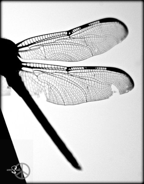 the dragon's wings Dragon Fly Wings Drawing, Dragon Fly Wings, Fairy Wing Tattoos, Fly Wings, Dragonfly Photography, Bugs Life, Damselflies, Butterfly Dragon, Insect Wings