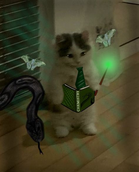 Harry potter profile picture slytherine cat standing cute cat meme 
Snake wand, green lumos, moths, green rays wand, green slytherine tie, holding book of chemistry, holding green book, black dark snake
Made by Lumos 
Check out other pins of mine for more profile picture ideas or bookmarks. 
I customize profile pictures for free,  contact me for such! Cute Slytherin Snake, Harry Potter Profile Picture Aesthetic, Slytherin Profile Picture, Harry Potter Pictures Aesthetic, Harry Potter Profile Picture, Harry Potter Profile, Harry Potter Snake, Snake Wand, Harry Potter Cat