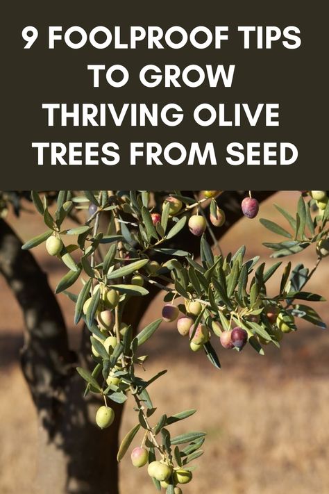 Discover a step-by-step guide on how to grow an olive tree from seed at home. Cultivating your own olive tree can be a rewarding experience, and it all starts with the right process. Learn about the essential steps needed to successfully germinate and cultivate an olive tree from seed. From planting the seeds to providing proper care, this comprehensive guide will walk you through each phase of the growth journey. Growing An Olive Tree, Olive Seeds, Growing Olive Trees, Fresh Olives, Olive Trees, Olive Tree, Potting Soil, Grow Your Own, Planting Seeds