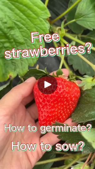 1.6K views · 33 reactions | For Free!? #strawberries #fruitsbasket #growyourownfood #juice #gardenvegetables #gardening #gardeningtips #gardeninghacks #fruit #fruitsandvegetables | Gardening Life | Gardening Life · Original audio Plant Strawberries, Cucumber Gardening, Hydroponic Farming, Vegetable Garden Tips, Strawberry Farm, Strawberry Seed, Strawberry Garden, Chicken Garden, Growing Strawberries