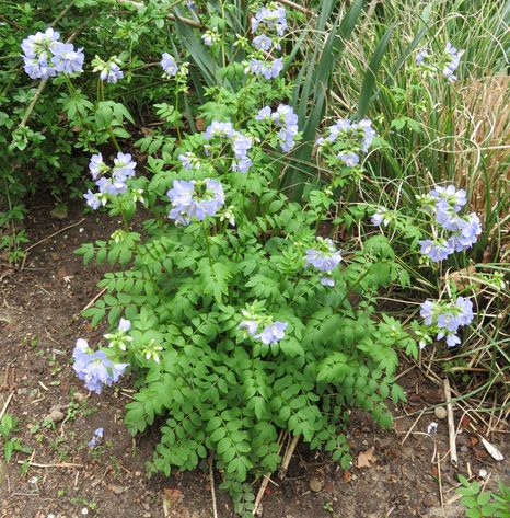 JACOB'S LADDER (POLEMONIUM REPTANS) Jacobs Ladder Plant, Jacob's Ladder, Landscape Plans, Woodland Garden, Valerian, Plant Lighting, Stairway To Heaven, To Heaven, All About Plants