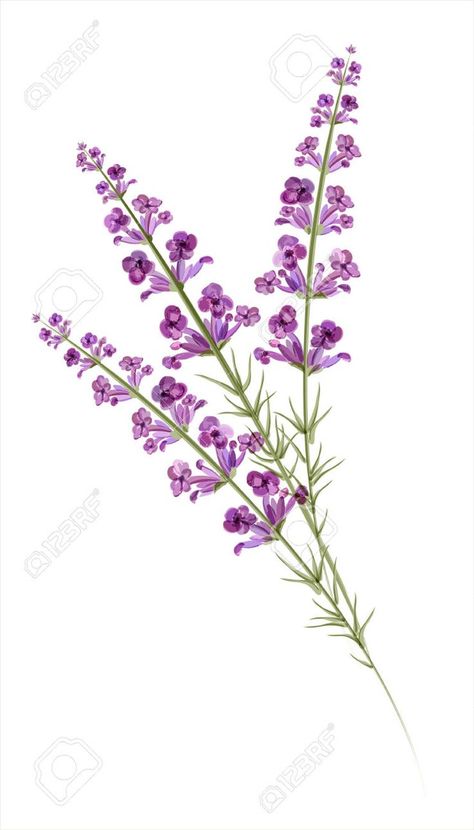 Vervain Tattoo, Lavender Drawing, Pansy Tattoo, Heather Flower, Lavender Watercolor, Lavender Tattoo, Vintage Daisy, Drawing Tattoo, Botanical Tattoo