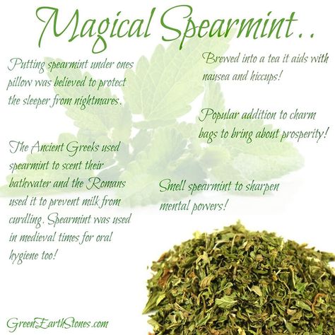 Spearmint Witchcraft, Spearmint Magical Properties, Arnica Benefits, Herb Pantry, Witch Guide, Spiritual Herbs, Magickal Tips, Herbs Healing, Medicinal Flowers