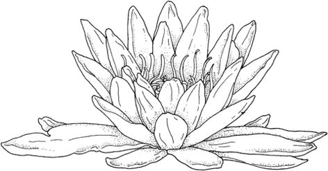 Blooming Water Lily Coloring page Lily Coloring Pages, Water Lily Drawing, Lilies Drawing, Minions Coloring Pages, Pop Art Coloring Pages, Coloring Pages For Grown Ups, Disney Coloring Pages, Flower Coloring Pages, Printable Crafts