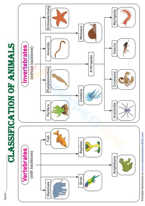 Test image Invertebrates Animals Pictures, Vertebrates And Invertebrates Worksheets, Vertebrate And Invertebrate Animals, Classification Of Vertebrates, Classification Of Animals, Boy Cartoon Drawing, Animals Worksheet, Science Chart, Vertebrates And Invertebrates