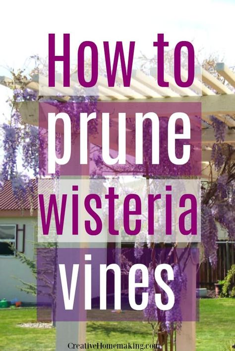 How to Grow Wisteria - Creative Homemaking Wisteria How To Grow, Simple Garden Furniture Ideas, Wisteria Vines, Wisteria Pergola, Wisteria Plant, Small Pergola, Pergola Diy, Wisteria Tree, Pergola Swing