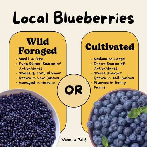 Wild Foraged Blueberries or Cultivated? You be the judge! 🫐 We love all kinds of blueberries, but we're excited to announce we received a small, limited quantity of fresh Wild Foraged Blueberries from Sudbury, Ontario! These delicious little berries are pretty darn unique if you ask us! They are about a third of the size of a cultivated Blueberry, and aren't farmed in a normal berry farm setting - they're managed and foraged naturally. Foraged Wild Blueberries are the literal fruit of the ... Sudbury Ontario, Foraged Food, Berry Farm, Love At First Bite, Wild Blueberries, The Judge, Sweet Tarts, Nature Plants, First Bite