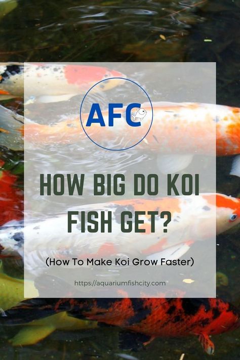 How To Make Koi Grow Faster Butterfly Koi, Fish Varieties, Backyard Pond, Outdoor Water Features, Outdoor Ponds, Fish Feed, Selective Breeding, Japanese Koi, Koi Carp