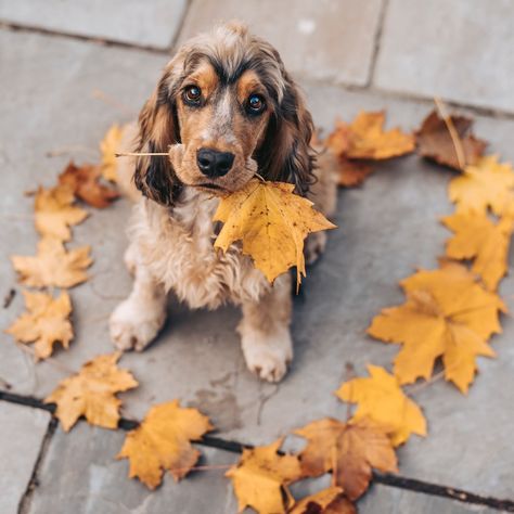 Dog Fall Photoshoot, Fall Dog Photoshoot, Fall Puppy Photoshoot, Fall Puppy Picture Ideas, Dog Autumn, Dog Thanksgiving Pictures, Dog Photography Creative, Cute Fall Dog Pictures, Fall Dog Photos