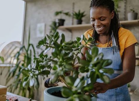 10 Houseplants That Thrive Where Others Die Container Vegetables, Fast Growing Plants, Container Gardening Vegetables, Killing It, Low Maintenance Plants, Different Plants, Snake Plant, Potting Soil, Healthy Plants