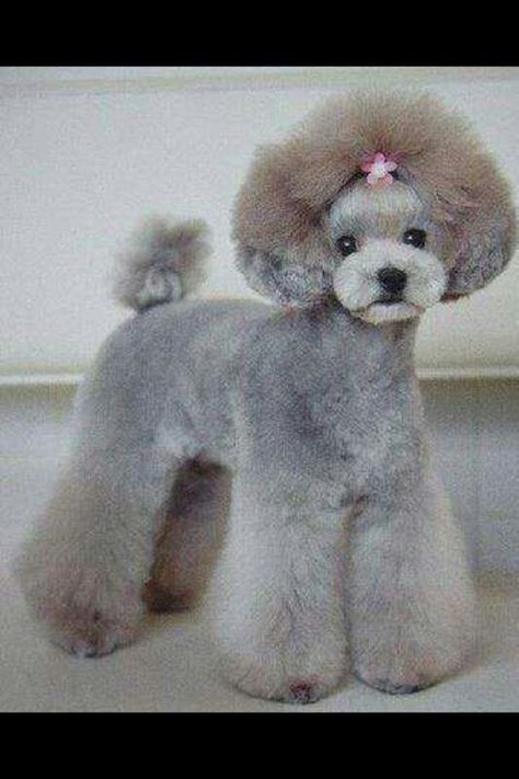 Poodle modified lamb cut. Miniature Poodle Grooming, Anjing Poodle, Dog Grooming Styles, Poodle Haircut, Poodle Cuts, Creative Grooming, Positive Dog Training, Dog Grooming Tips, Poodle Grooming