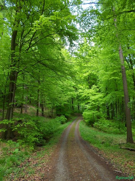 Young Summer (Deister Forest, Germany)  --  #forest #Deister Town Surrounded By Forest, Germany Forest, Gorgeous Trees, Dark Naturalism, Genius Loci, Forest Road, Garden Photography, Dirt Road, Back Road