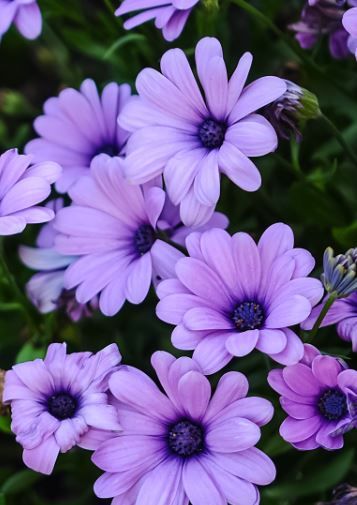 Galaxy S5 Walls - Purple Daisies Purple Daisy Aesthetic, Daisy Flower Purple, Purple Flower Names, Purple Flower Pictures, Purple Lilies, Daisy Purple, Heather Plant, Goth Garden, Light Purple Flowers