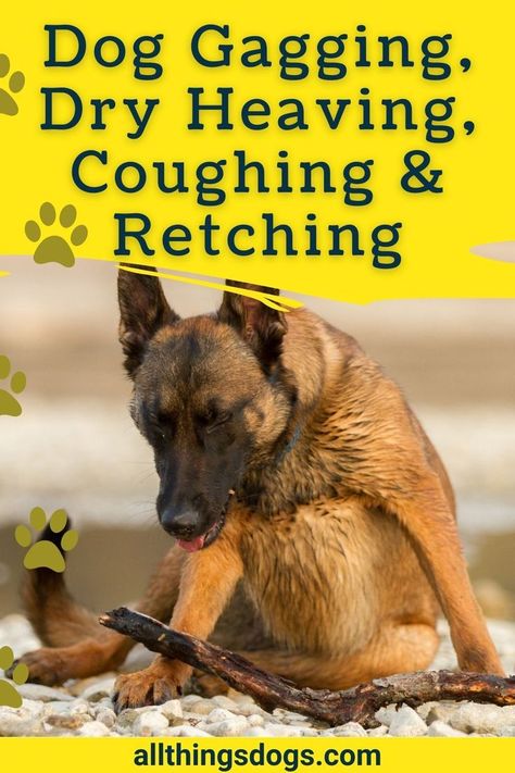 Certain pets' habits can cause concern for owners and All Things Dogs examines some of these in the form of dog gagging, dry heaving, coughing and retching and what you should know about them. Learn about dog gagging, heaving and retching and what this all means. See why do dogs retch and why do dogs cough. Understand the difference between gagging, coughing, heaving, and retching. Besides finding out about dog coughing and gagging get some dog gagging remedies and how to help your pup here. Dog Cold Remedies, Dog Cough Remedy, Kennel Cough Remedies Dogs, Dog Gagging, Cough Medicine For Dogs, Dog Coughing And Gagging, Farm Facts, Dog Coughing, Dog Skin Problem