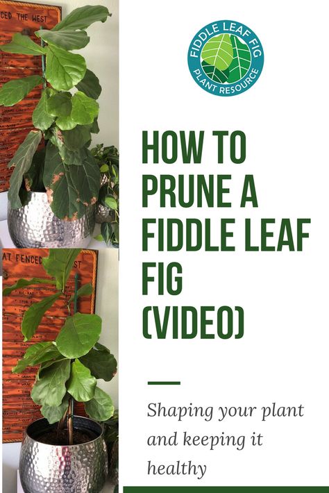 Pruning a fiddle leaf fig is an important part of keeping your plant healthy and looking its best. In this video, we'll discuss how to prune a fiddle leaf fig, the tools to use, and what to look out for to keep your plant safe. Fiddle Fig Tree, Fiddle Leaf Fig Care, Fiddle Leaf Tree, Tree Diagram, Best Garden Tools, Fig Plant, Houseplant Care, Fiddle Fig, Fiddle Leaf Fig Tree