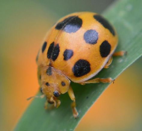 Plant-eating, Squash Lady Beetle - Epilachna borealis Squash Plant, Lady Beetle, Lady Bugs, All About Plants, Plant Lady, Beetles, Spiders, Natural World, South Carolina