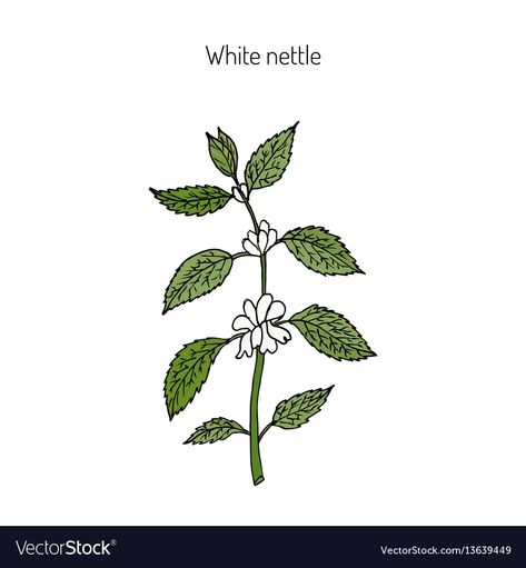 White dead nettle vector image Nettle Drawing, Botanical Vector, Dnd Crafts, Stinging Nettle, Simple Line Drawings, Medicinal Plants, Line Drawing, Easy Drawings, High Res