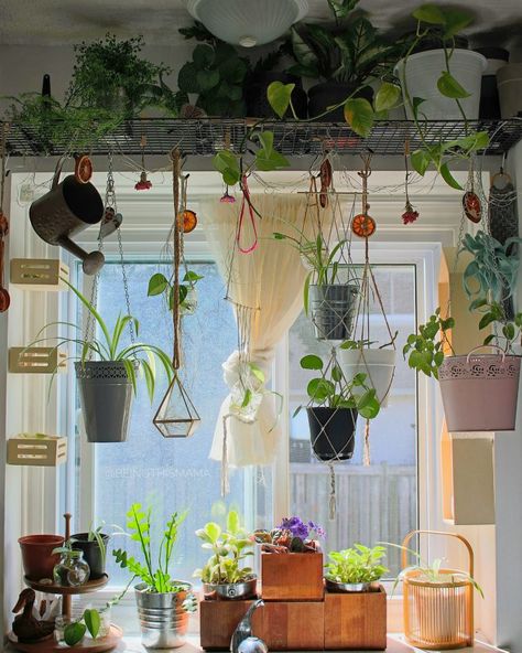 Plant Shelf DIY Using an Ikea GREJIG Shoe Rack Plant Shelf Diy, Shelf Above Window, Ikea Shoe Rack, Front Hall Closet, Window Plant Shelf, Ikea Plants, Indoor Plant Shelves, Diy Rack, Plant Display Ideas