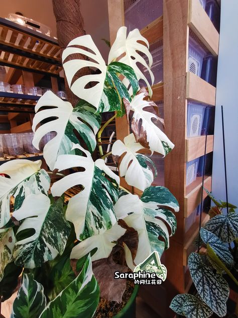 Albino Monstera Plant, Apartment Concept, Room Plants, Amazing Plants, Dream Goals, Plant Propagation, Variegated Plants, Pharmaceutical Industry, Monstera Plant