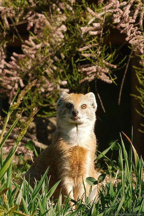 Yellow Mongoose Mojo Jojo Costume, Yellow Mongoose, Mojo Jojo, Autumn Design, Animal Species, Fall Design, Animal Photo, Animal Gifs, Animal Kingdom