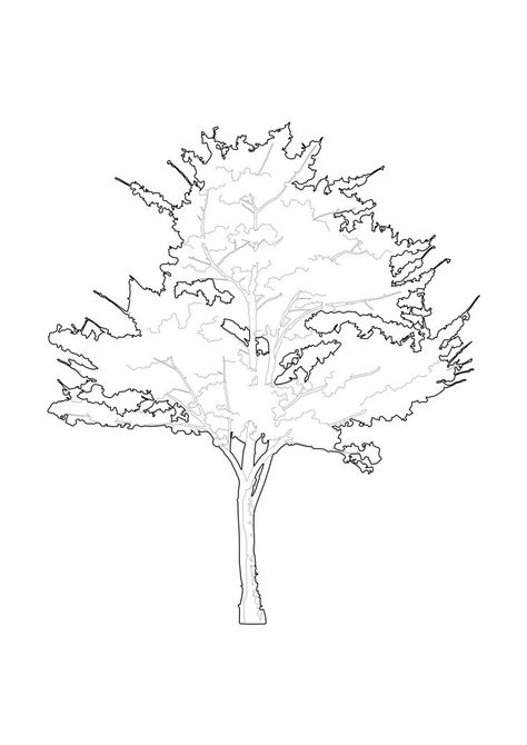 Plants For Photoshop, Tree Elevation, Tree Vector Png, Playgrounds Architecture, Tree Photoshop, Conceptual Sketches, Photoshop Texture, Urban Design Concept, Human Figure Sketches