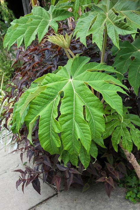 Tetrapanax Papyrifer, Nature Tree, Plant List, Garden Trees, Foliage Plants, Tropical Plants, Garden Plants, Plant Leaves, Green