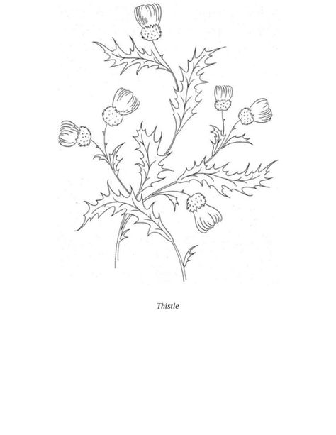 Gallery.ru / Фото #31 - Designs and Patterns for Embroiderers and Craftspeople - vihrova Thistle Outline, Thistle Art Nouveau, Thistle Art, Applique Art, Embroidery Template, Floral Embroidery Patterns, Embroidered Tablecloth, Cement Crafts, Scottish Thistle