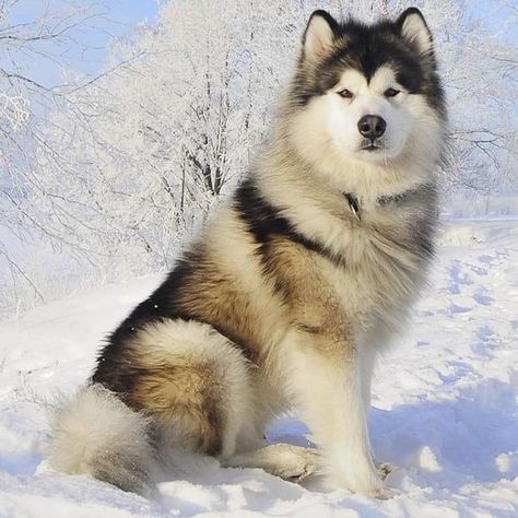 Giant Alaskan Malamute, Alaskan Malamute Puppies, Malamute Husky, Malamute Dog, Malamute Puppies, Alaskan Husky, Dangerous Dogs, Fluffy Puppies, Most Popular Dog Breeds