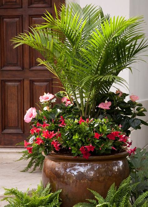 Majesty Palm, Patio Container Gardening, Tanaman Pot, Tanaman Indoor, Container Garden Design, Outdoor Sanctuary, Plants Ideas, Planting Ideas, Container Gardening Flowers