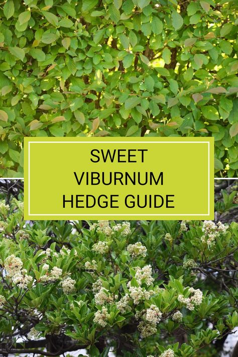 Growing a Sweet Viburnum hedge (Viburnum odoratissimum) can transform your garden into a lush green oasis, especially in Australia’s warm and temperate regions. This plant thrives beautifully and becomes a great privacy screen. If you're looking for plant care tips specific to maintaining a healthy viburnum hedge, check out our full article for a comprehensive guide filled with everything you need to know. Create a vibrant outdoor space with the right growing techniques! Sweet Viburnum Hedge Privacy Screens, Sweet Viburnum Hedge, Viburnum Hedge, Viburnum Odoratissimum, Sweet Viburnum, Hedge Plants, Privacy Hedge, Ultimate Backyard, Plant Care Tips