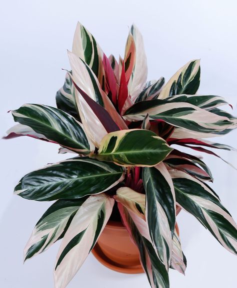 -Stromanthe sanguinea tri-color gives you a super attractive houseplant that can be used as a gift plant.  -The tops of the leaves are variegated White and green, while the undersides are a brilliant reddish-pink.  -Stromanthe is a relative of the PRAYER plant and a member of the maranta family, its leaves fold up at night As though praying.  -Shaded patios, flower gardens and anywhere in your house makes a perfect home for stromanthe. Give stromanthe houseplants bright light, but no direct sun. Stromanthe Triostar, Flower Pot Design, Cat Plants, Prayer Plant, Home Vegetable Garden, Tall Plants, Cactus Y Suculentas, Plant Mom, Indoor Plant