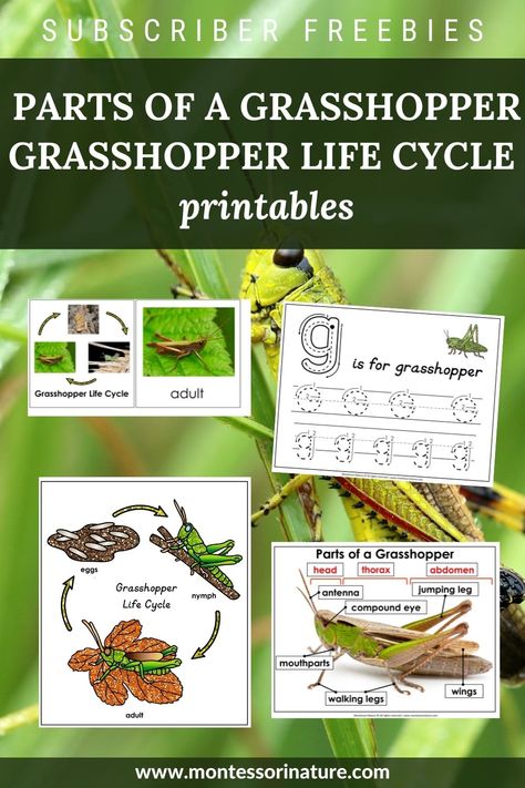 Join to download. Here is what's included: Parts of a Grasshopper poster; Parts of Grasshopper label cards with a blank poster; Blackline master; Grasshopper Life Cycle poster; Grasshopper Life Cycle 3 part cards; Blackline master. Grasshopper Activities, Grasshopper Crafts, Grasshopper Life Cycle, Grasshopper Craft, Homeschool Themes, Life Cycles Preschool, Insects Kindergarten, Aba Activities, Free Preschool Activities