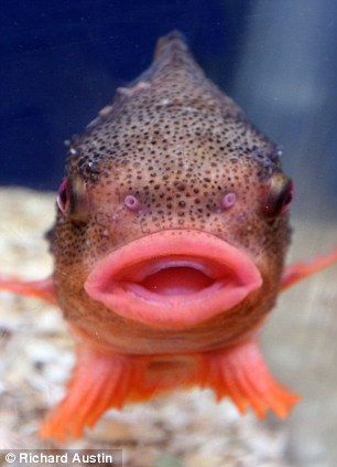 Jumpin' Jack Splash: The pouting lumpsucker fish that looks like Mick Jagger | Mail Online Fish Face, Beneath The Sea, Salt Water Fish, Underwater Creatures, Underwater Life, Exotic Fish, Water Life, Mick Jagger, Marine Animals