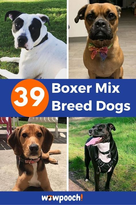 List Of Boxer Mix Breed Dogs, Those can make your face smile! Boxer American Bulldog Mix Dogs, Boxer Mix Dogs, Mix Breed Dogs, Boxer Mix Puppies, Dalmatian Mix, Terrier Mix Breeds, Basset Hound Mix, Boxer Breed, Rat Terrier Mix