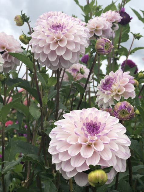 Dalia Flower, Purple Dahlia, Flower Farmer, Last Dance, Cut Flowers, Love Flowers, Farm Life, Dahlia, Diy Garden