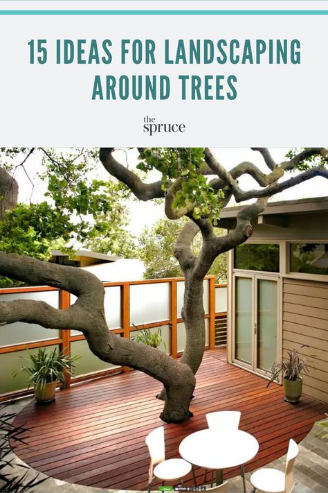 If you have an older tree or two in your yard that you want to keep for the beauty or shade it provides, you can definitely landscape around it. From building a deck to adding a few shade tolerant plants, here are plenty of ideas for landscaping around trees in your yard. Tree In Deck Ideas, Whimsical Shade Garden, Deck Built Around Tree, Deck Around Tree Ideas, Landscape Ideas Around Trees, Deck Around Tree, Deck Around Trees, Tree Deck, Landscaping Around Trees